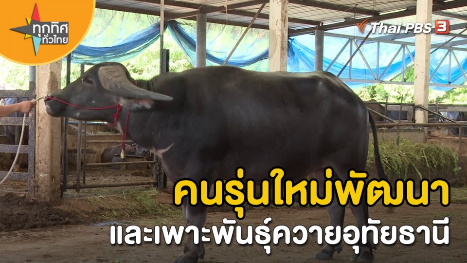 อาชีพทั่วไทย : คนรุ่นใหม่พัฒนาและเพาะพันธุ์ควายอุทัยธานี จ.อุทัยธานี