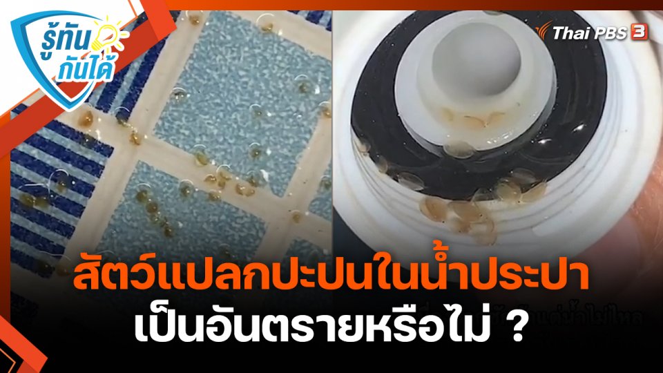 รู้ทันกันได้ : สัตว์แปลกปะปนในน้ำประปา เป็นอันตรายหรือไม่ ?