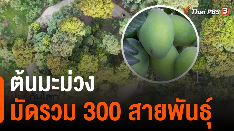 ต้นมะม่วงมัดรวม 300 สายพันธุ์