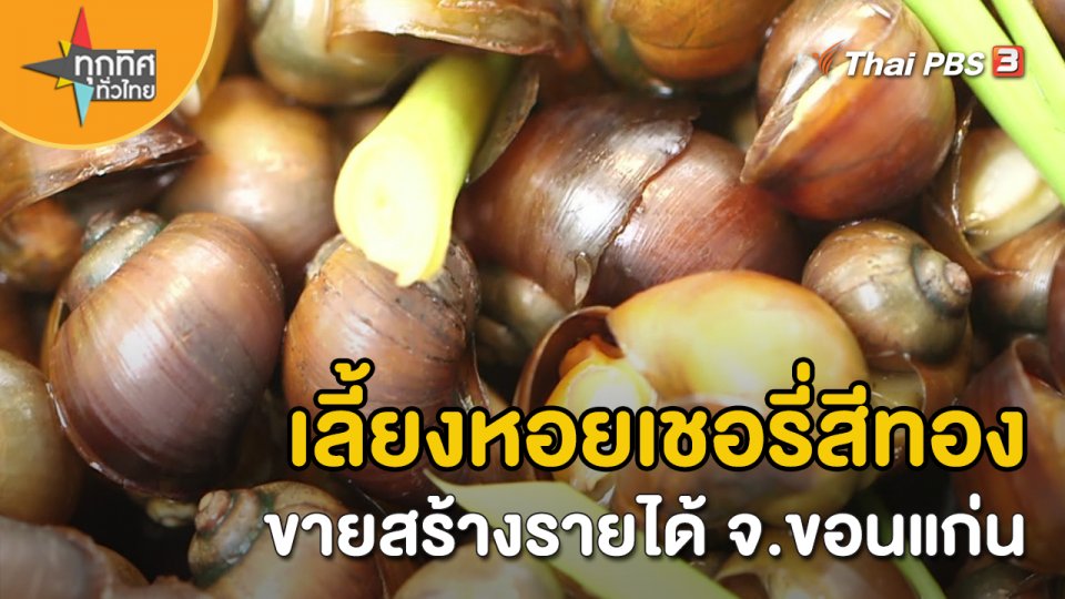 อาชีพทั่วไทย : เลี้ยงหอยเชอรี่สีทองขายสร้างรายได้ จ.ขอนแก่น