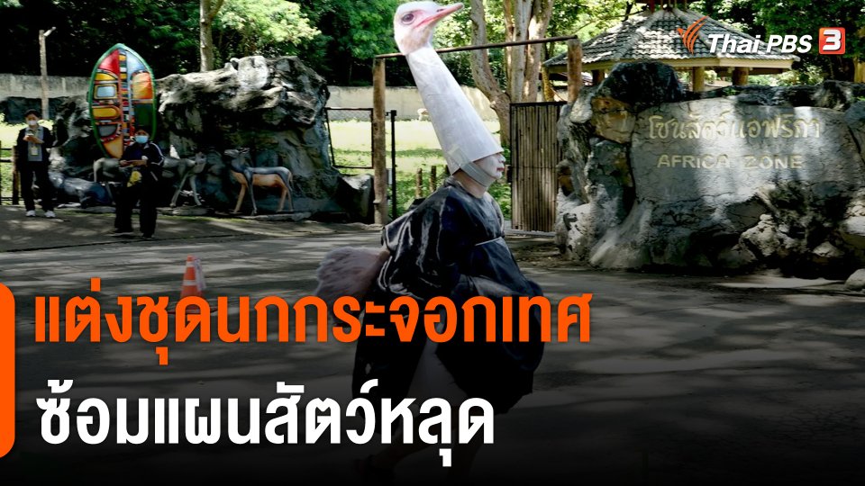 ไวรัลน่ารัก สวนสัตว์เชียงใหม่ แต่งชุดนกกระจอกเทศ ซ้อมแผนสัตว์หลุด