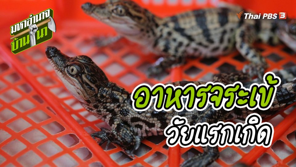 สูตรลับฉบับบ้านนา : อาหารจระเข้วัยแรกเกิด