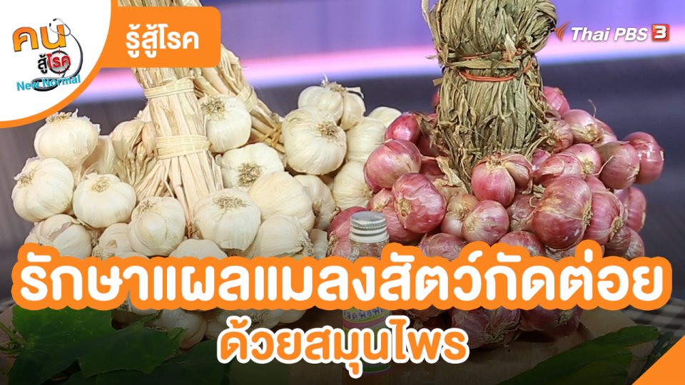 ​รู้สู้โรค : รักษาแผลแมลงสัตว์กัดต่อย ด้วยสมุนไพร