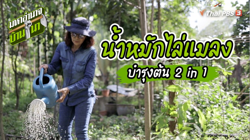 สูตรลับฉบับบ้านนา : น้ำหมักไล่แมลงและบำรุงต้น 2 in 1