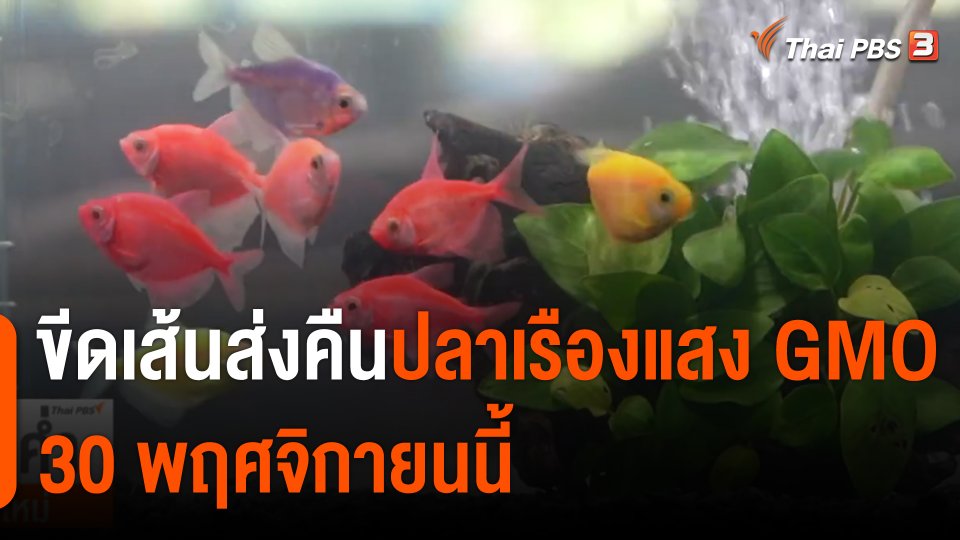 กรมประมงขีดเส้นส่งคืน "ปลาเรืองแสง GMO" 30 พ.ย.นี้