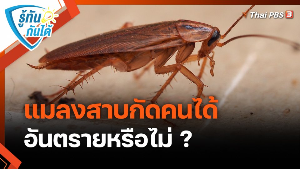 รู้ทันกันได้ : แมลงสาบกัดคนได้ อันตรายหรือไม่ ?