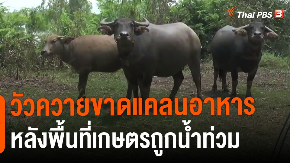 ​วัวควายขาดแคลนอาหารหลังพื้นที่เกษตรถูกน้ำท่วม