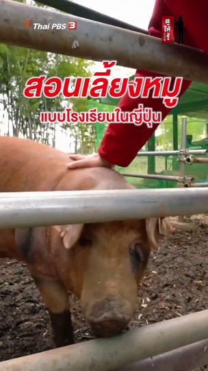 สอนเลี้ยงหมู แบบโรงเรียนในญี่ปุ่น