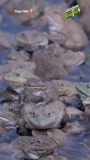 วัฏจักรชีวิตของ "กบ"