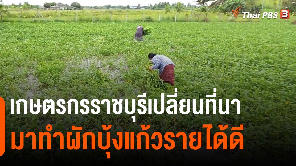 กินอยู่รู้รอบ : ​เกษตรกรราชบุรีเปลี่ยนที่นามาทำผักบุ้งแก้วรายได้ดี