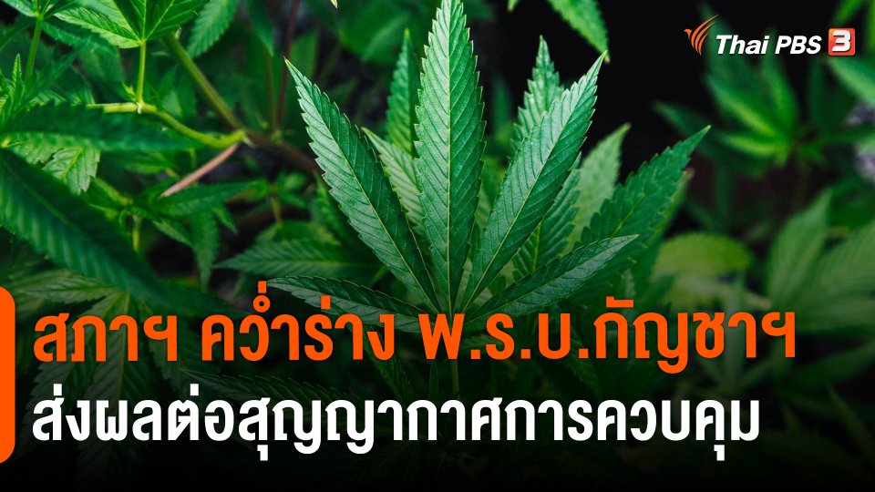​สภาฯ คว่ำร่าง พ.ร.บ.กัญชาฯ ส่งผลต่อสุญญากาศการควบคุม