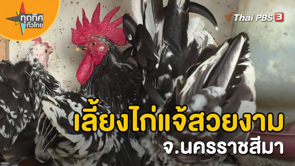 อาชีพทั่วไทย : เลี้ยงไก่แจ้สวยงาม จ.นครราชสีมา