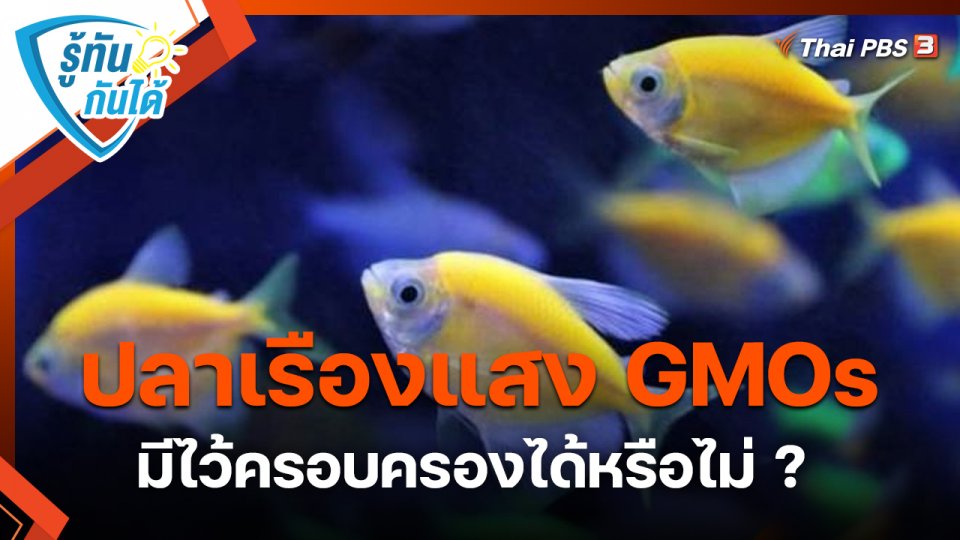 รู้ทันกันได้ : ปลาเรืองแสง GMOs มีไว้ครอบครองได้หรือไม่ ?