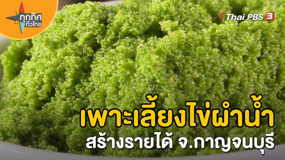 อาชีพทั่วไทย : เพาะเลี้ยงไข่ผำน้ำสร้างรายได้ จ.กาญจนบุรี