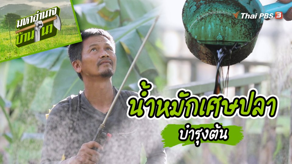สูตรลับฉบับบ้านนา : น้ำหมักเศษปลาบำรุงต้น