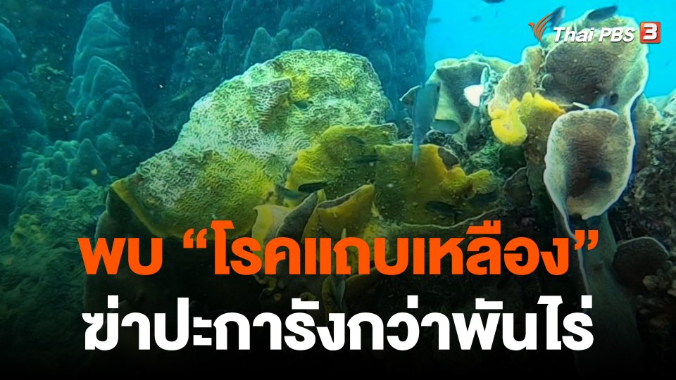​โรคแถบเหลืองฆ่าปะการังหมู่เกาะแสมสารกว่าพันไร่