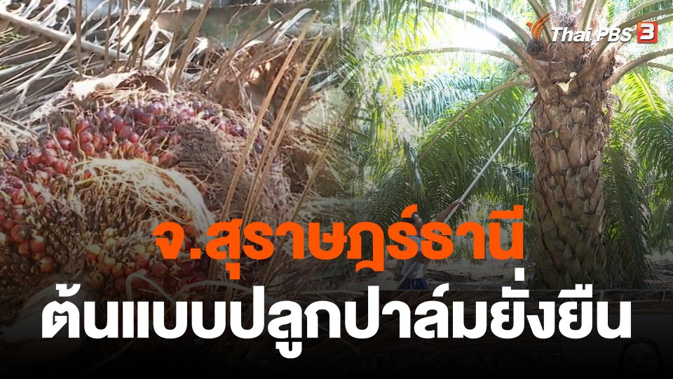 จับสัญญาณเศรษฐกิจ : "สุราษฎร์ธานี" ต้นแบบปลูกปาล์มยั่งยืน