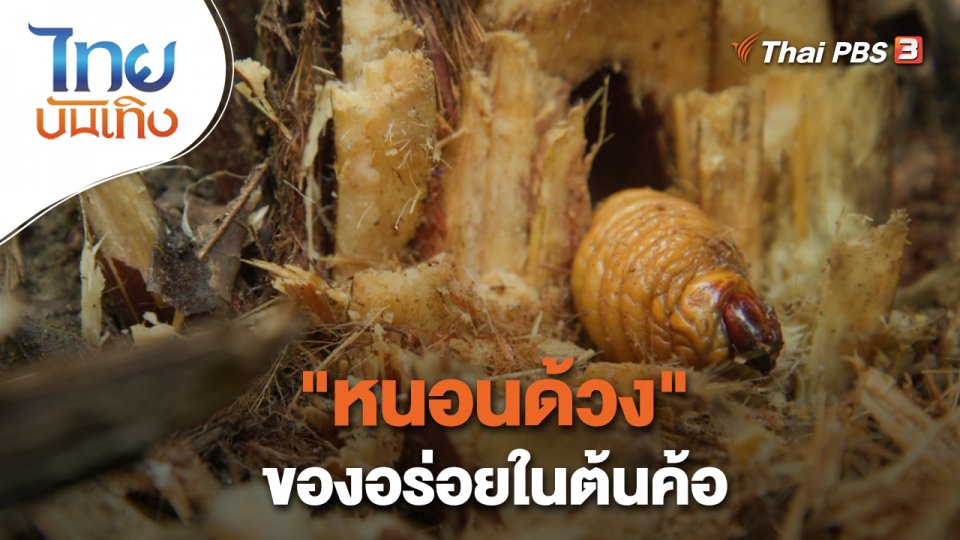 อิ่มมนต์รส : "หนอนด้วง" ของอร่อยในต้นค้อ