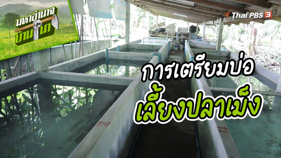 สูตรลับฉบับบ้านนา : การเตรียมบ่อสำหรับเลี้ยงปลาเม็ง