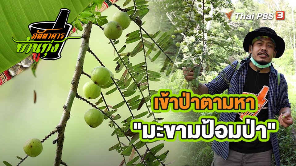 คลิปบ้านทุ่ง : เข้าป่าตามหา "มะขามป้อมป่า"