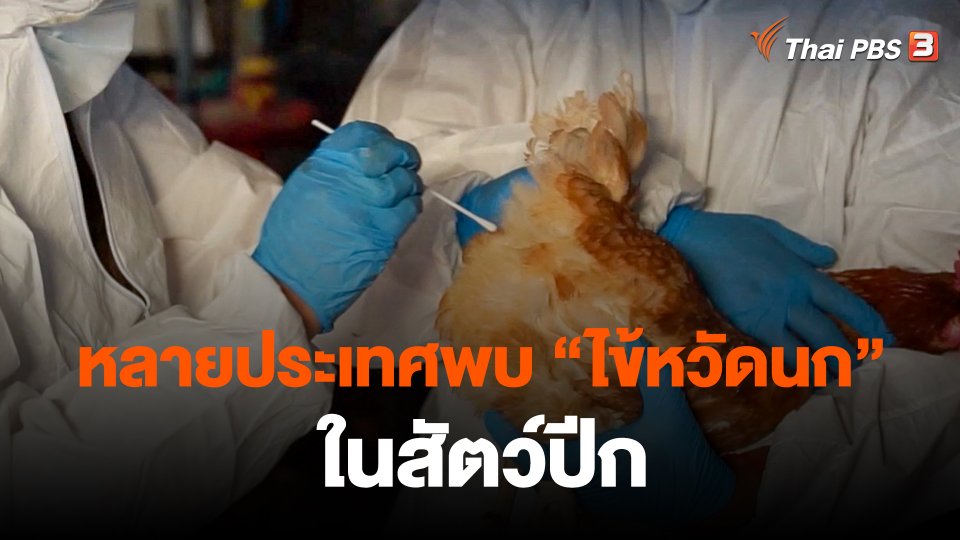 หลายประเทศพบ "ไข้หวัดนก" ในสัตว์ปีก