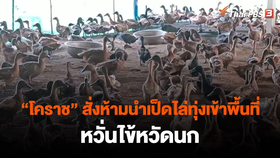 "โคราช" สั่งห้ามนำเป็ดไล่ทุ่งเข้าพื้นที่ หวั่นไข้หวัดนก