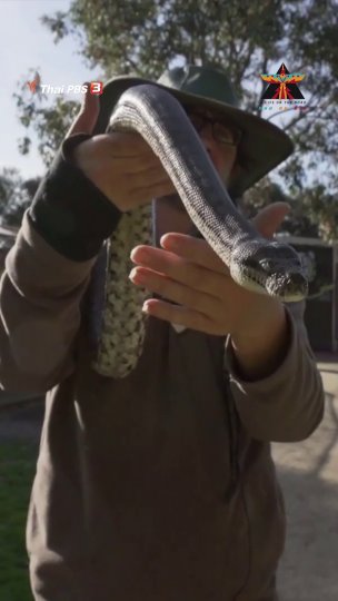 วิธีอุ้มงูที่ถูกต้อง