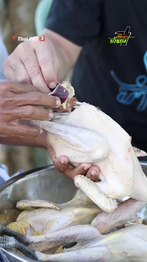 ถอนขนไก่ให้เกลี้ยง