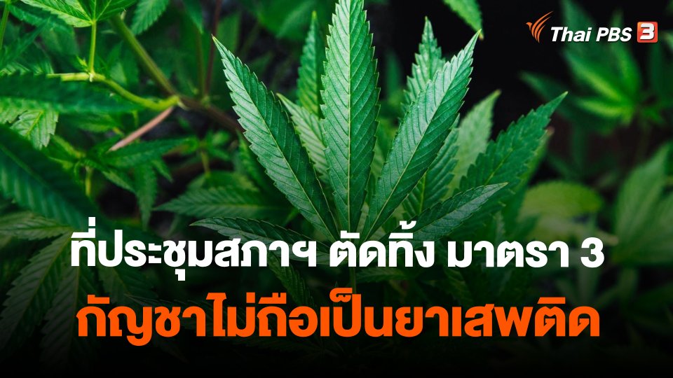 ที่ประชุมสภาฯ ตัดทิ้ง มาตรา 3 กัญชาไม่ถือเป็นยาเสพติด