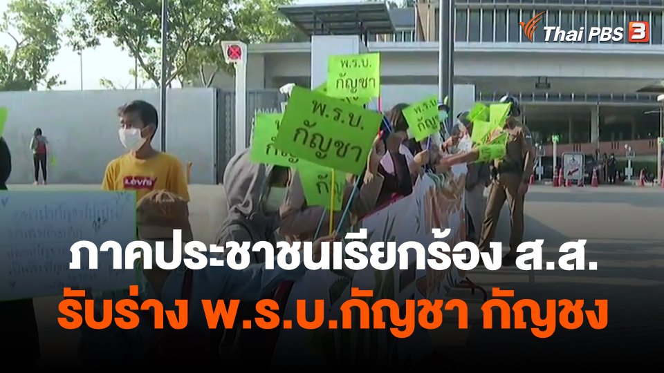 ภาคประชาชนเรียกร้อง ส.ส.รับร่าง พ.ร.บ.กัญชา กัญชง