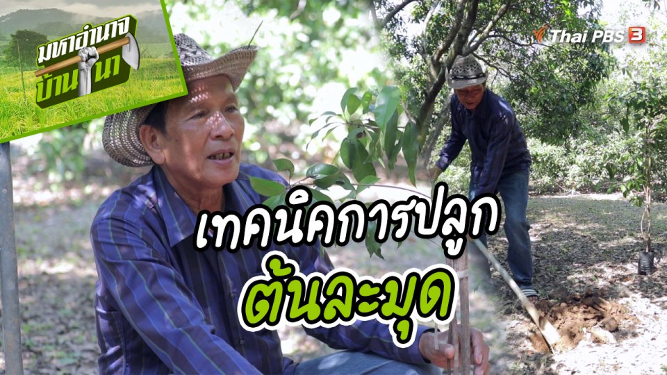 สูตรลับฉบับบ้านนา : เทคนิคการปลูกต้นละมุด