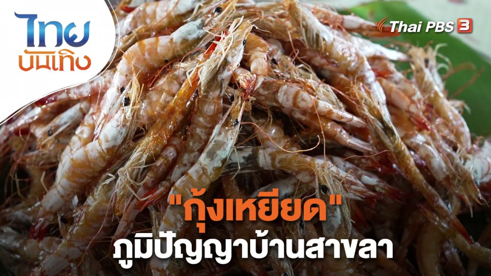 ​อิ่มมนต์รส : "กุ้งเหยียด" ภูมิปัญญาบ้านสาขลา