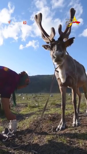 เรนเดียร์ แห่งมองโกเลีย