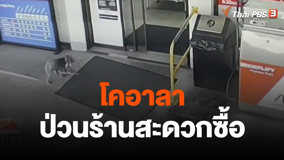 โคอาลาป่วนร้านสะดวกซื้อ