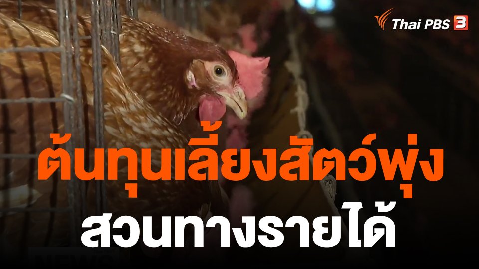 ต้นทุนเลี้ยงสัตว์พุ่ง สวนทางรายได้