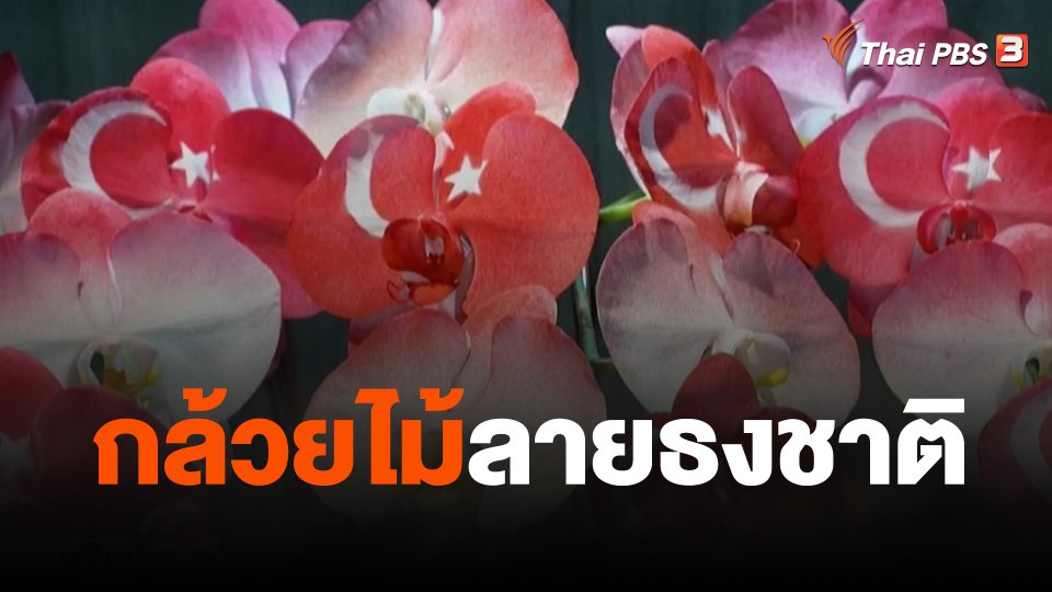 กล้วยไม้ลายธงชาติ