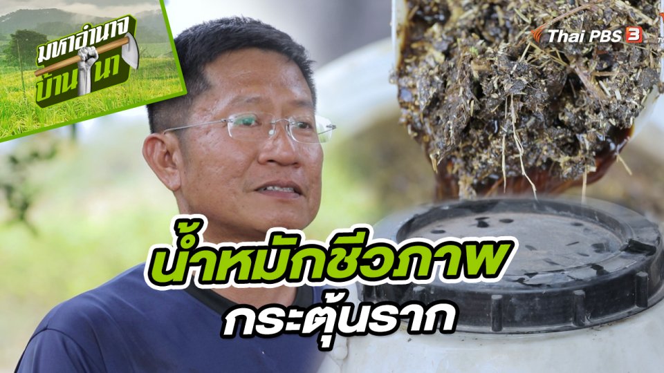 สูตรลับฉบับบ้านนา : น้ำหมักชีวภาพกระตุ้นราก
