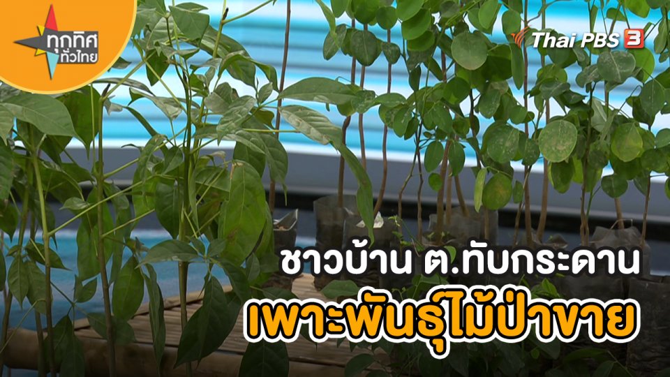 ชาวบ้าน ต. ทับกระดาน เพาะพันธุ์ไม้ป่าขาย จ.ฉะเชิงเทรา