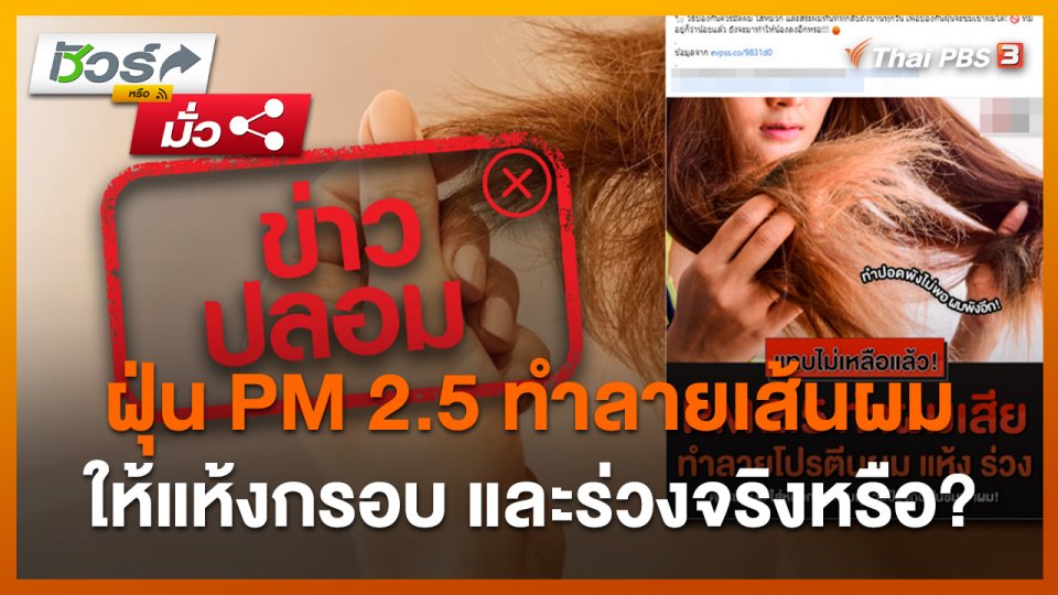 ชัวร์หรือมั่ว : ฝุ่น PM 2.5 ทำลายเส้นผมให้แห้ง กรอบและร่วงจริงหรือ?