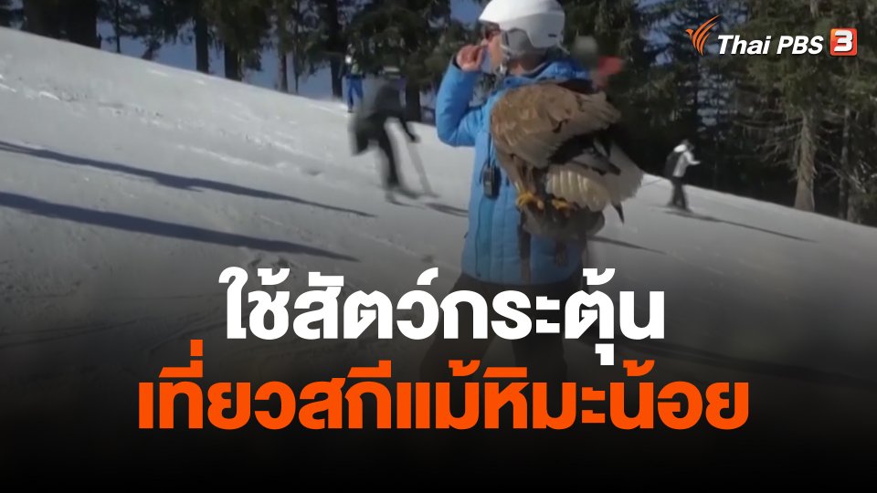 ใช้สัตว์กระตุ้นเที่ยวสกีแม้หิมะน้อย