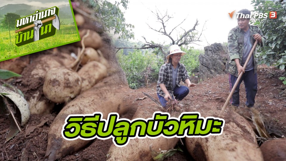 สูตรลับฉบับบ้านนา : วิธีปลูกบัวหิมะ