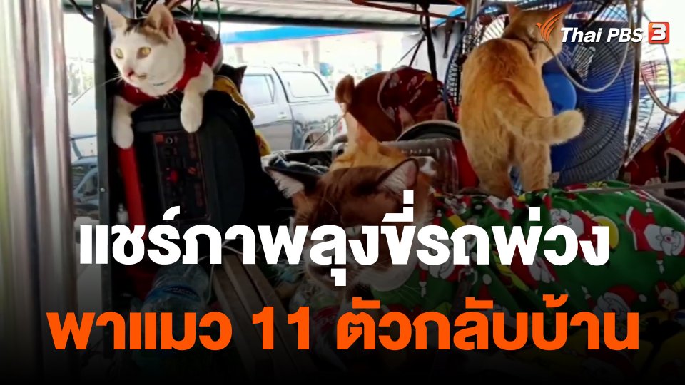 โลกออนไลน์แชร์ภาพลุงขี่รถพ่วงพาแมว 11 ตัวกลับบ้าน
