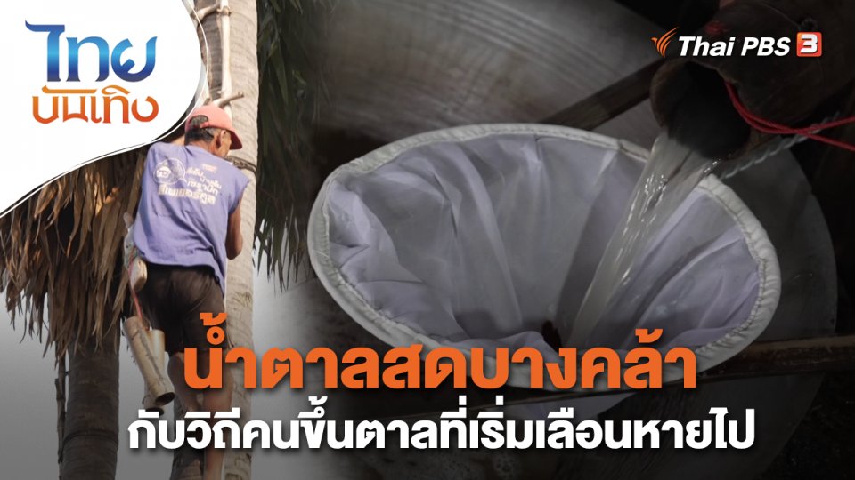 อิ่มมนต์รส : น้ำตาลสดบางคล้ากับวิถีคนขึ้นตาลที่เริ่มเลือนหายไป