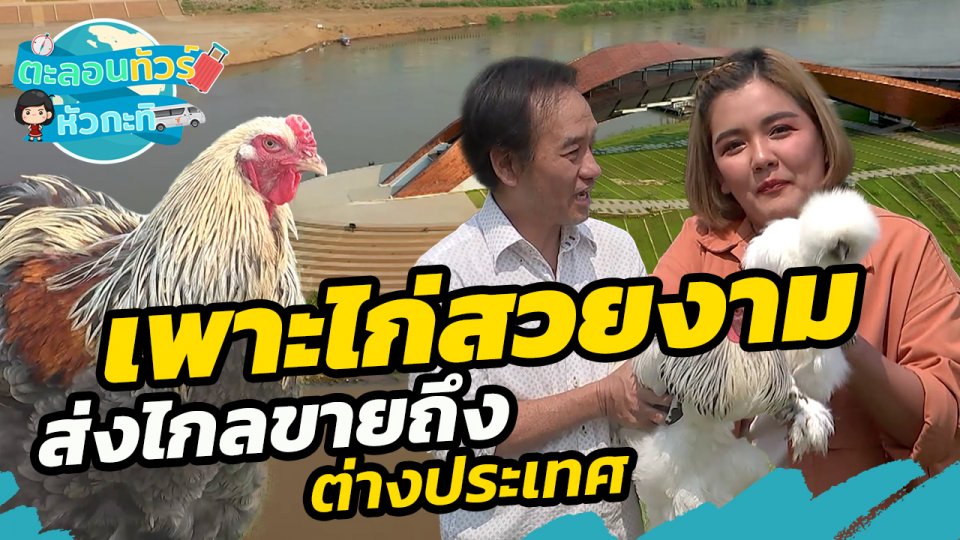 ​ตะลอนทัวร์หัวกะทิ : เพาะไก่สวยงาม ส่งไกลขายถึงต่างประเทศ