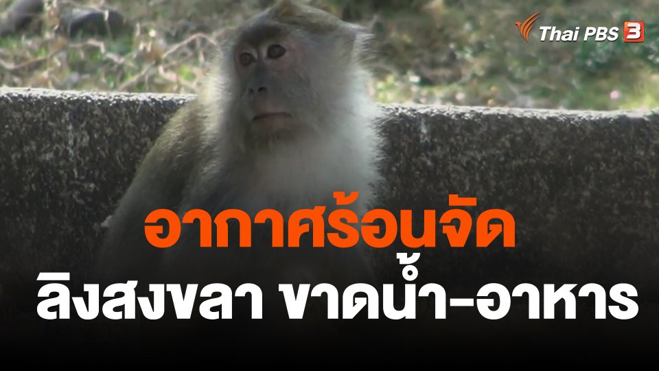 อากาศร้อนจัดลิงสงขลา ขาดน้ำ-อาหาร