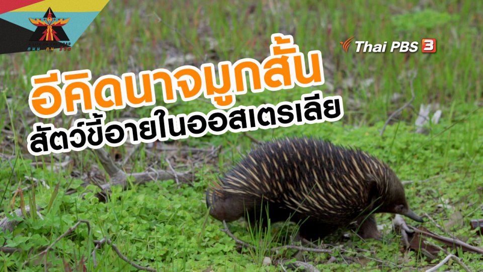 เรื่องเล่าการเดินทาง : อีคิดนาจมูกสั้น สัตว์ขี้อายในออสเตรเลีย