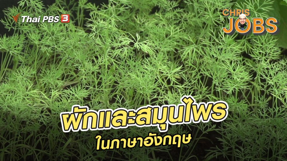 สาระน่ารู้จาก Chris Jobs : ผักและสมุนไพรในภาษาอังกฤษ