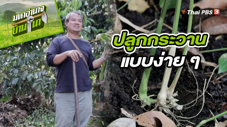 สูตรลับฉบับบ้านนา : ปลูกกระวานแบบง่าย ๆ