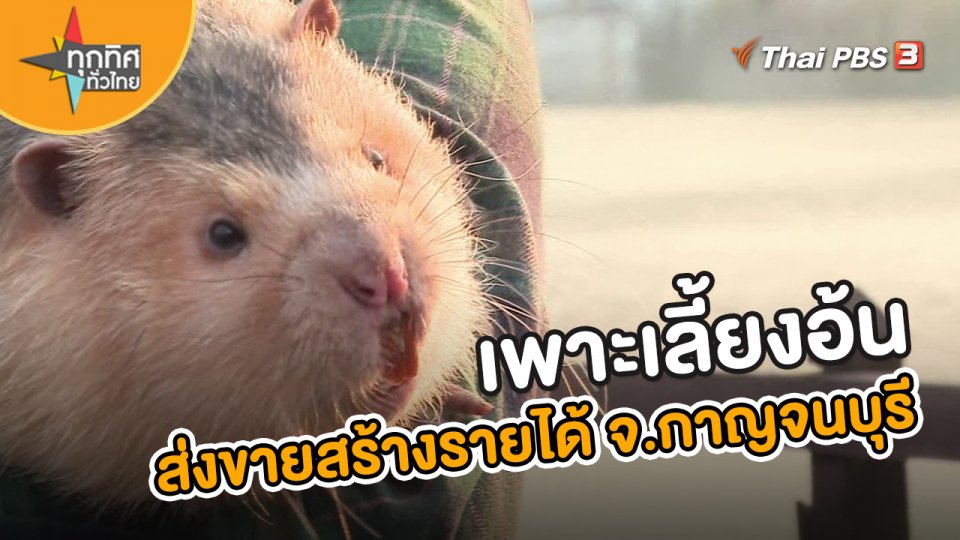 เพาะเลี้ยงอ้นส่งขายสร้างรายได้ จ.กาญจนบุรี