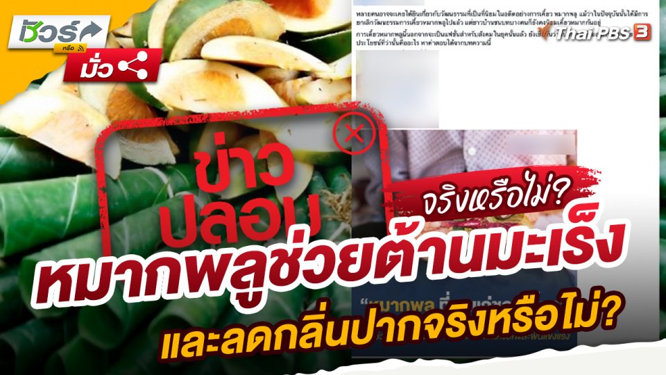 หมากพลูช่วยต้านมะเร็งและลดกลิ่นปากจริงหรือไม่?
